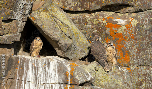 Prairie Falcon nestlings in scenes from a cliffside aerie, from new born to fledgling.