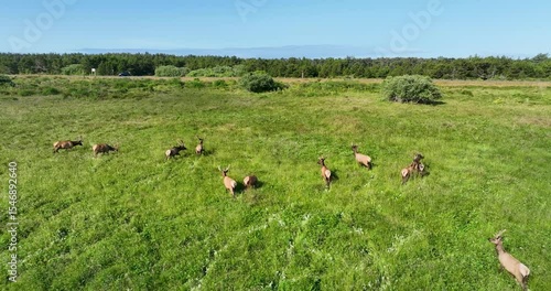 Elk Herd Grazing in Open Meadow, Wildlife Nature Scene