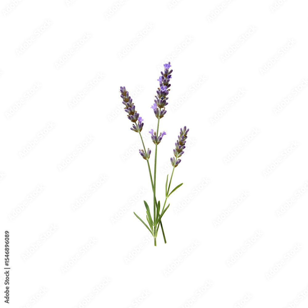 Naklejka premium Lavender sprigs isolated – symbolizing calm, aromatherapy, and natural healing