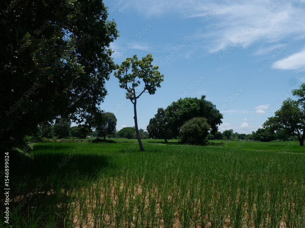 Fototapeta premium Meadow scape