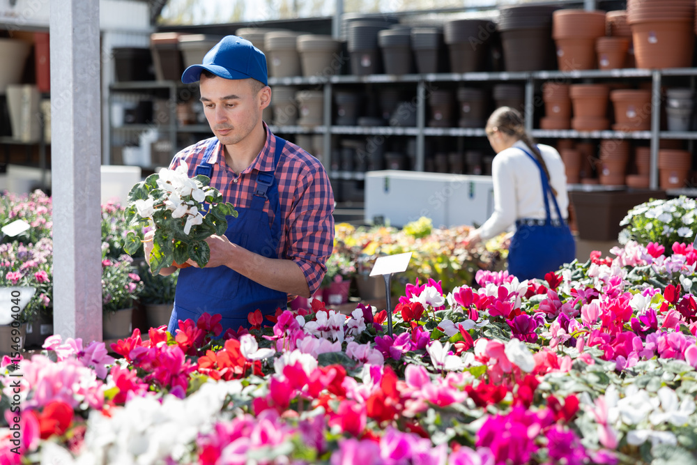 Fototapeta premium Young male salesman in uniform holding pot of cyclamen in flower shop