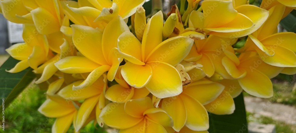 Obraz premium Golden Plumeria Bloom: Delicate golden plumeria blossoms, radiating natural beauty, are captured up close, revealing intricate details of petals, celebrating floral beauty.
