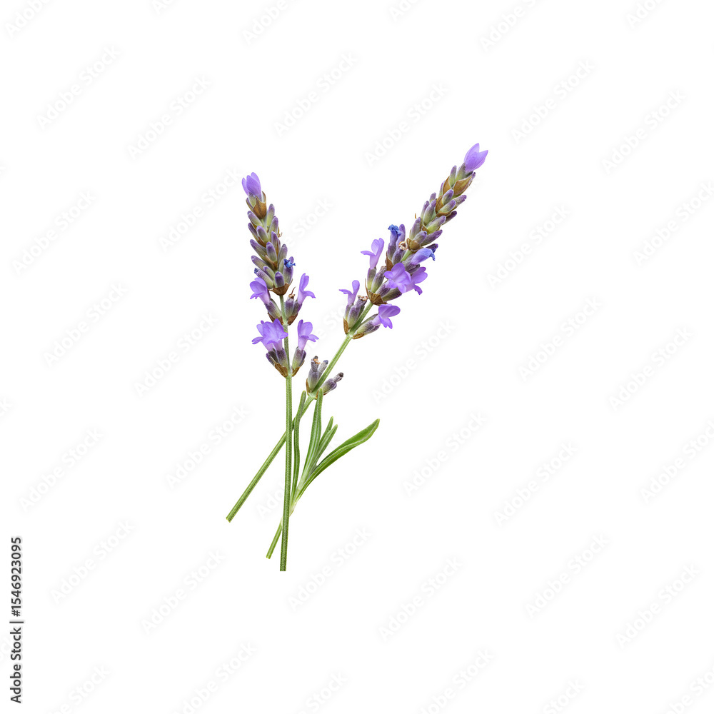 Obraz premium Fresh Lavender Stems with Purple Blooms on White