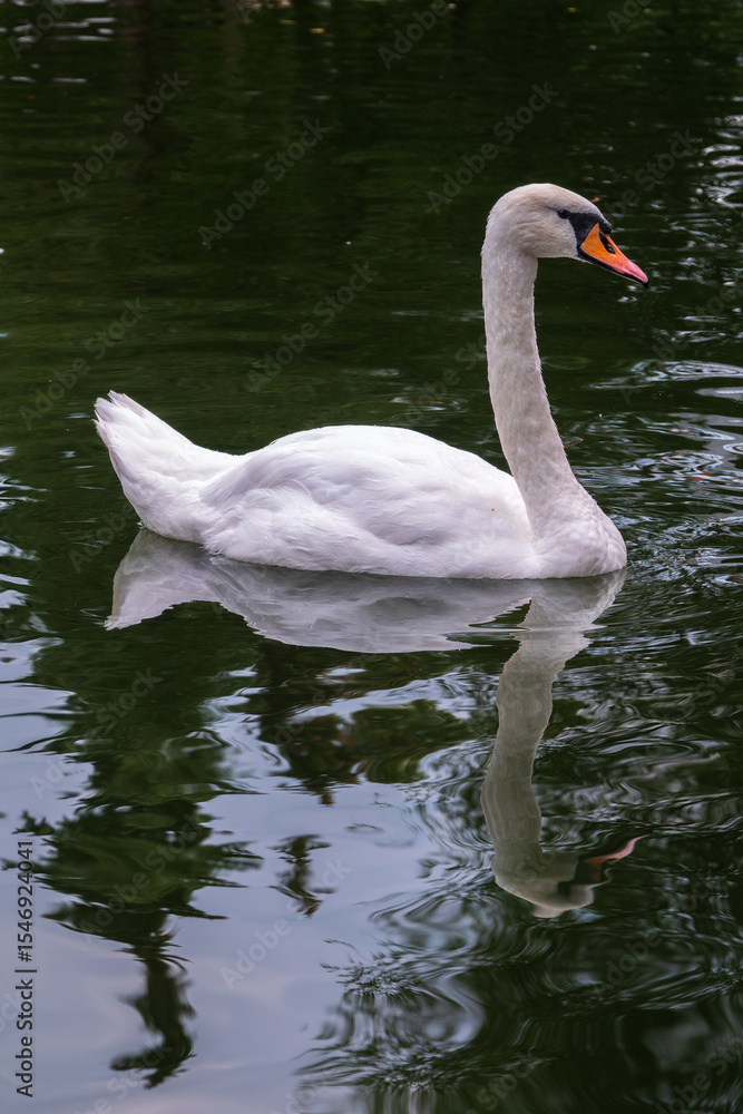 A graceful white swan swimming on a lake with dark water. The white swan is reflected in the water A graceful white swan swimming on a lake with dark water. The white swan is reflected in the water