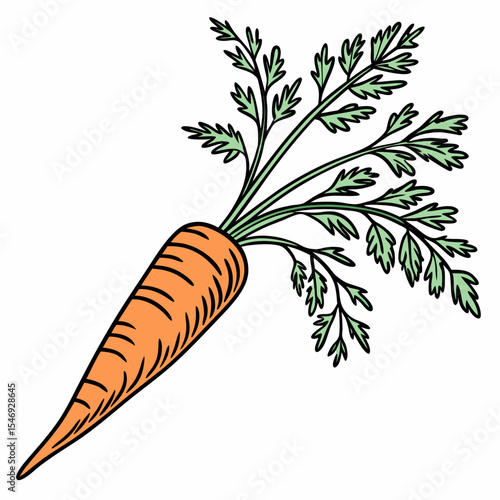 Carrot vector illustration with leaf isolated on white background