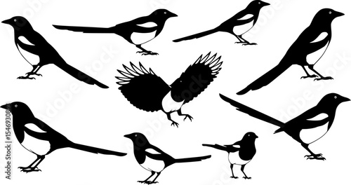 Eurasian Magpie Bird Silhouette Vector Illustration Set
