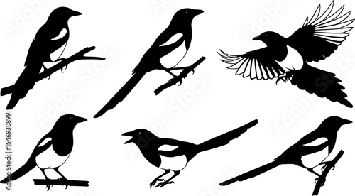 Eurasian Magpie Bird Silhouette Vector Illustration Set
