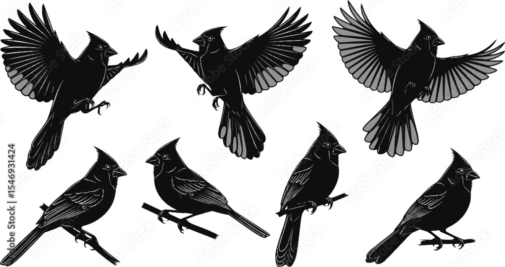 Obraz premium Cardinal Bird Silhouette Vector Illustration set 
