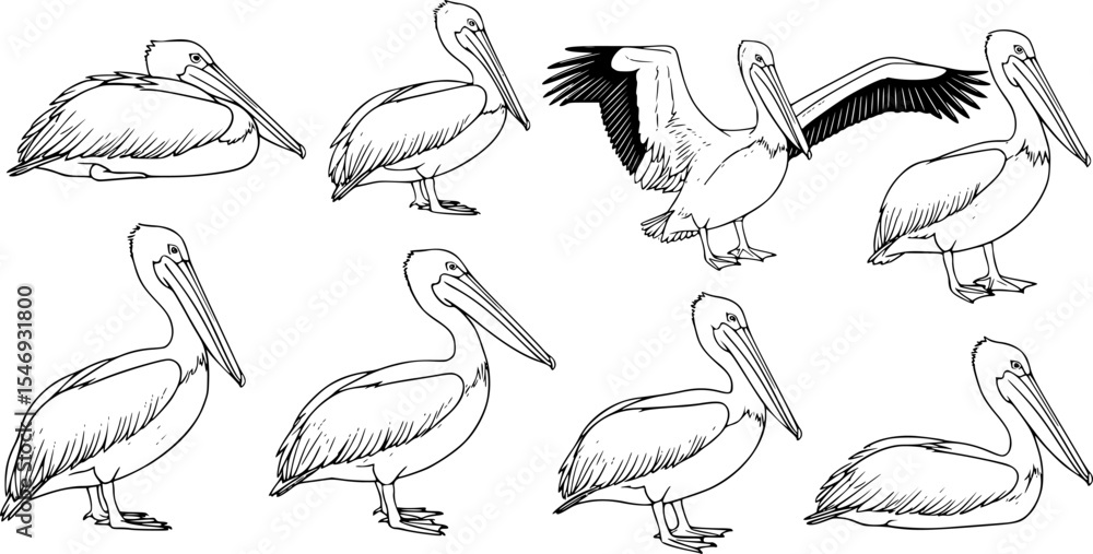 Fototapeta premium Pelican Bird Silhouette Vector Illustration set 