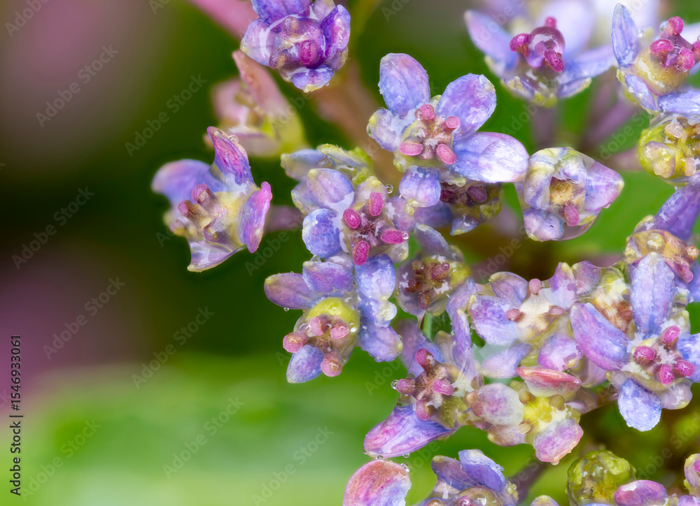 Fototapeta premium 雨に濡れた額紫陽花の真花