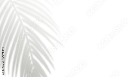 Realistic palm leaf shadow isolated on white background. Gray blurred shadows of tropical leaves. Design element for summer banner, flyer, poster, party invitation. Overlay effect. Vector illustration