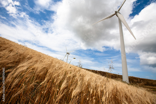 Parque eólico en campos de cereales