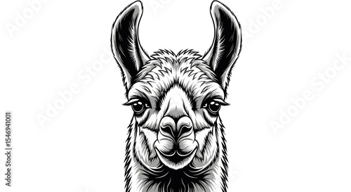 Close Up Monochrome Illustration of Llama Head Detailed Face Fur and Cross Hatching Design on White Background