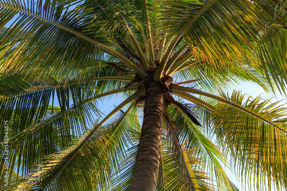 Fototapeta premium Under the coconut tree by the sea