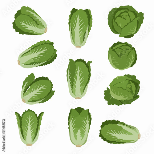 Variety of cabbage and lettuce vegetable