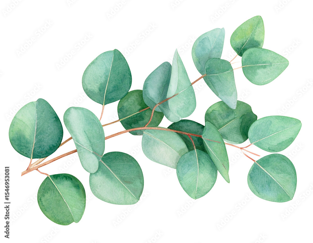 Naklejka premium Watercolor Eucalyptus Branch – Transparent PNG Graphic