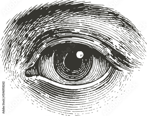 Vintage Engraving of Human Eye Illustration