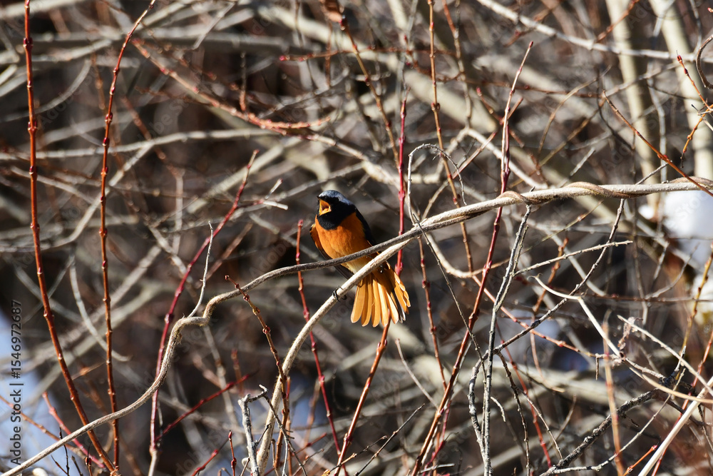 Naklejka premium 尾羽を広げてさえずるジョウビタキ