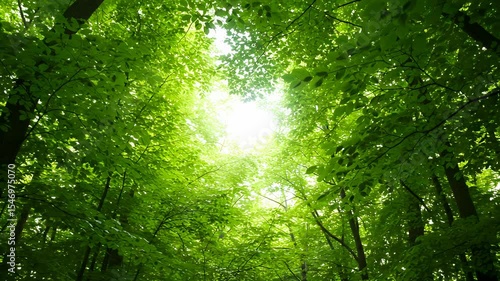 Vibrant Green Forest Canopy with Sunlight Streaming Through Lush Tree Tops