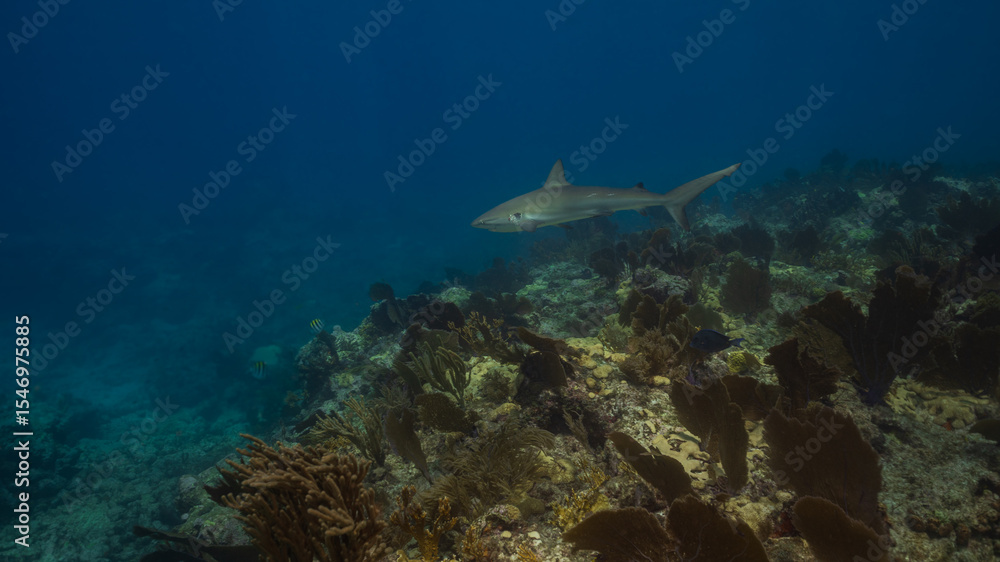 Fototapeta premium Young Caribbean Reef Shark Carcharhinus Perez Swimming Over Reef