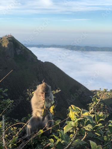lion cub sitting on rock