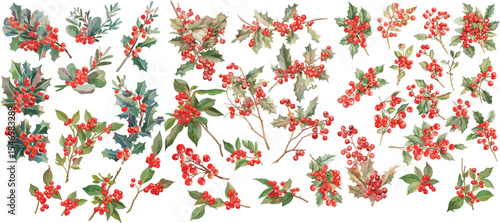 christmas berry branch watercolor clipart | christmas berry branch clipart for graphic resources