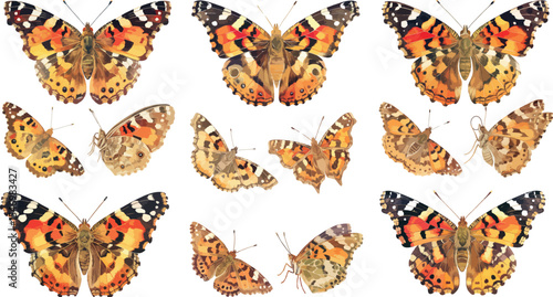Painted lady butterfly watercolor clipart | Painted lady butterfly clipart for graphic resources