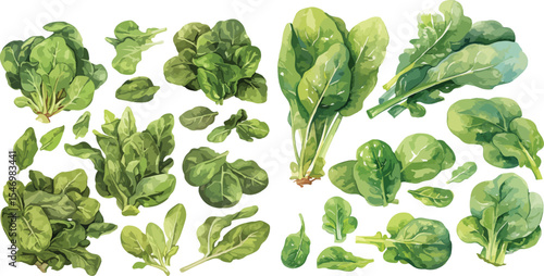 spinach watercolor clipart | spinach clipart for graphic resources