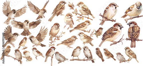 sparrow watercolor clipart | sparrow clipart for graphic resources