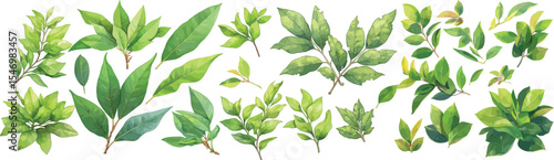 Sassafras leaf watercolor clipart | Sassafras leaf clipart for graphic resources