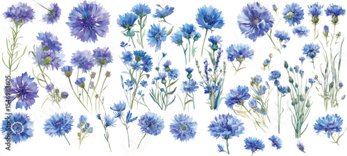 cornflower watercolor clipart | cornflower clipart for graphic resources