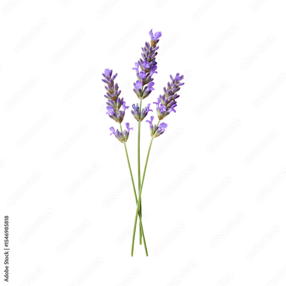Fototapeta premium Lavender stems with small purple flowers