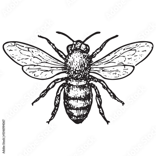 A finely detailed black-and-white illustration of a bee, with wings and stripes, symbolizing pollination and honey production in a traditional apiculture farm environment