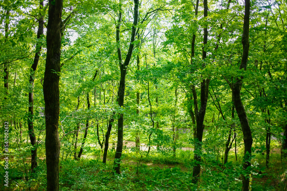 Naklejka premium 緑の森