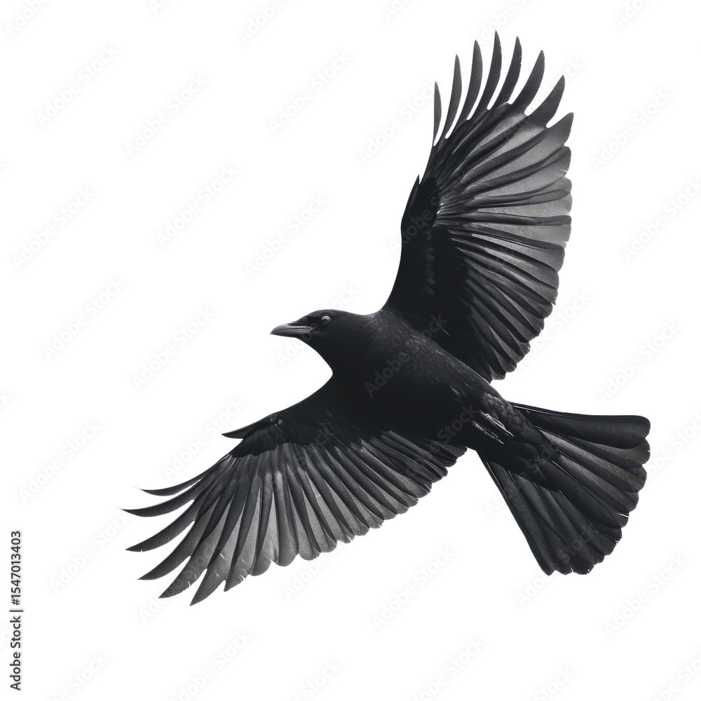 Fototapeta premium Black bird with its wings spread out is flying in the air