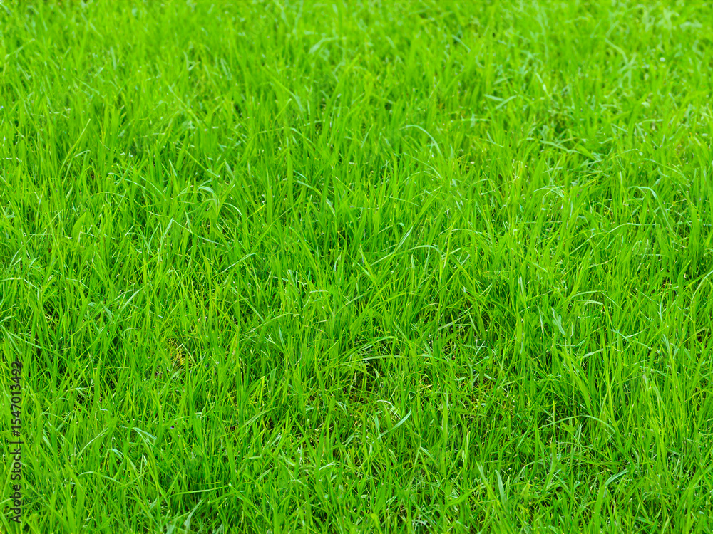 Obraz premium close up fresh green grass texture in garden