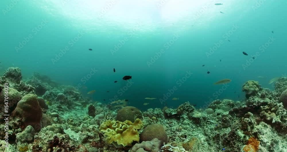 Ocean coral reef underwater. Tropical fish and coral reef undersea scene. Ocean coral reef underwater. Tropical fish and coral reef undersea scene.