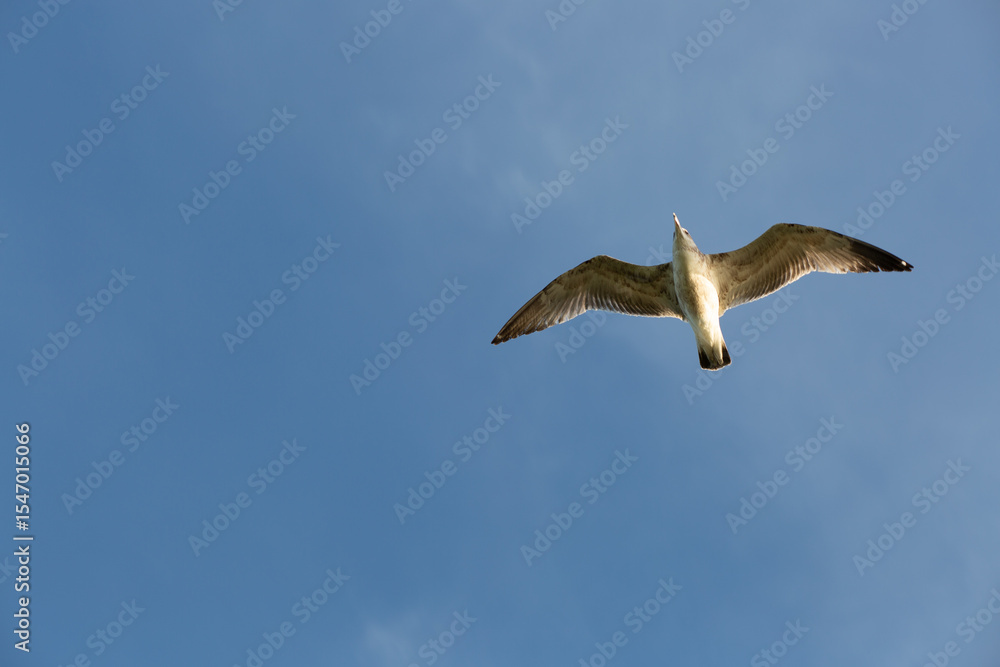 A seagull soars through a clear blue sky, its wings spread wide as it navigates the air currents. A seagull soars through a clear blue sky, its wings spread wide as it navigates the air currents.