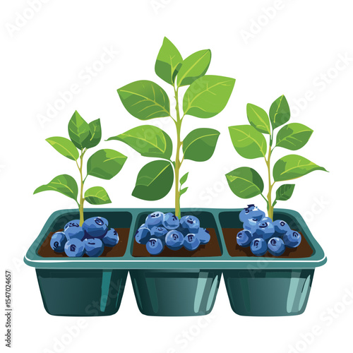 Blueberry Plants with Ripe Berries Grey Pots