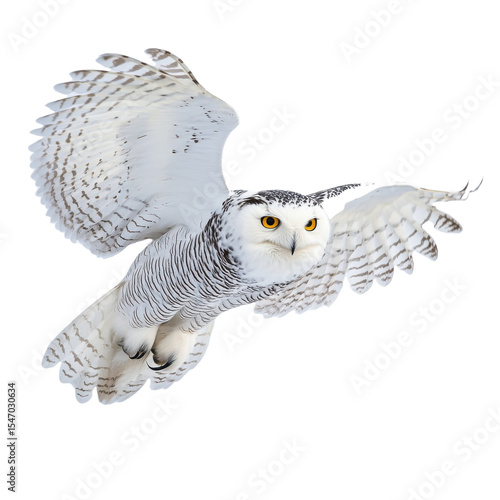 White owl with yellow eyes flies through the air