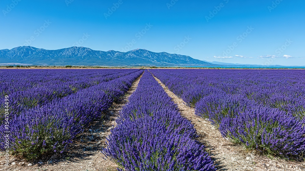 Fototapeta premium A vast expanse of lavender fields stretches towards a mountain range.