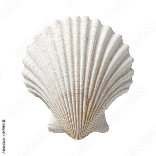 White seashell with detailed ridges isolated on white background