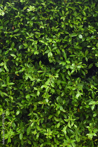 Wallpaper Mural green leaf fence in the garden, natural background in springtime Torontodigital.ca