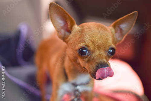 Beautiful photograph of a small domestic Chihuahua dog with a collar savoring his food with his tongue sticking out.