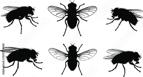 Housefly silhouette vector illustration, detailed fly insect graphic, black insect icon set, entomology reference, pest control design, editable bug symbol for science, nature visuals