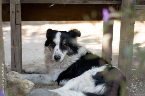Photos Photograph of a stray dog ​​facing the camera under a wooden chair with out-of-focus flowers