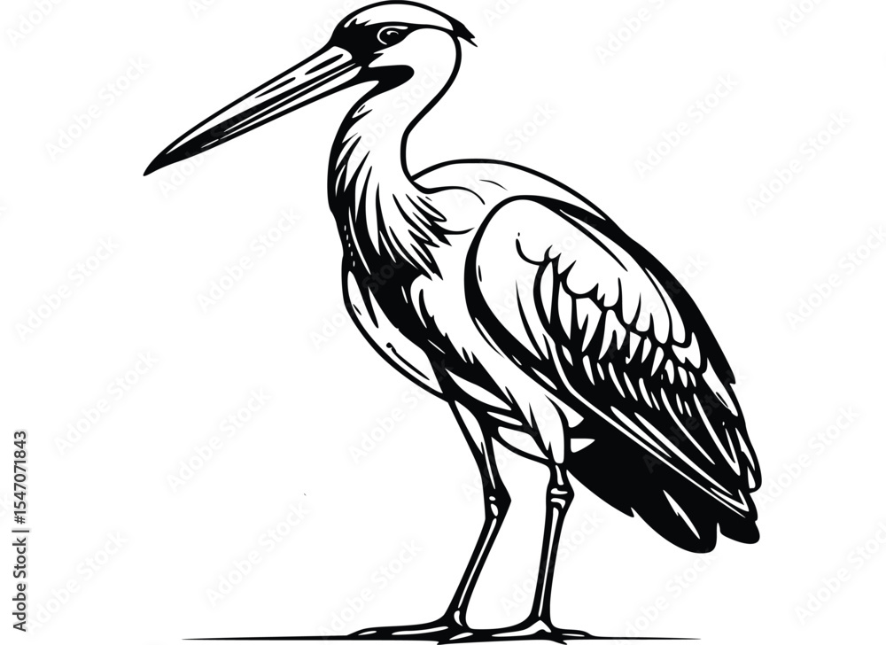 Fototapeta premium Stork on a white background