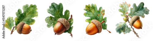 Collection of PNG. Watercolor brown acorn oak nut with leaf, watercolor style, isolated on a transparency background.