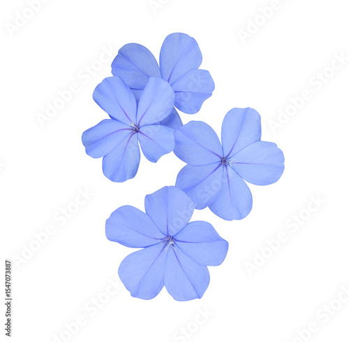 White plumbago or Cape leadwort flower. Close up small blue flower bouquet isolated on transparent background.	