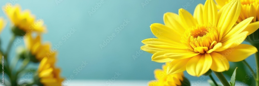 Fototapeta premium Close-up yellow chrysanthemums, white border, blue congrats , greeting card, photography, nature